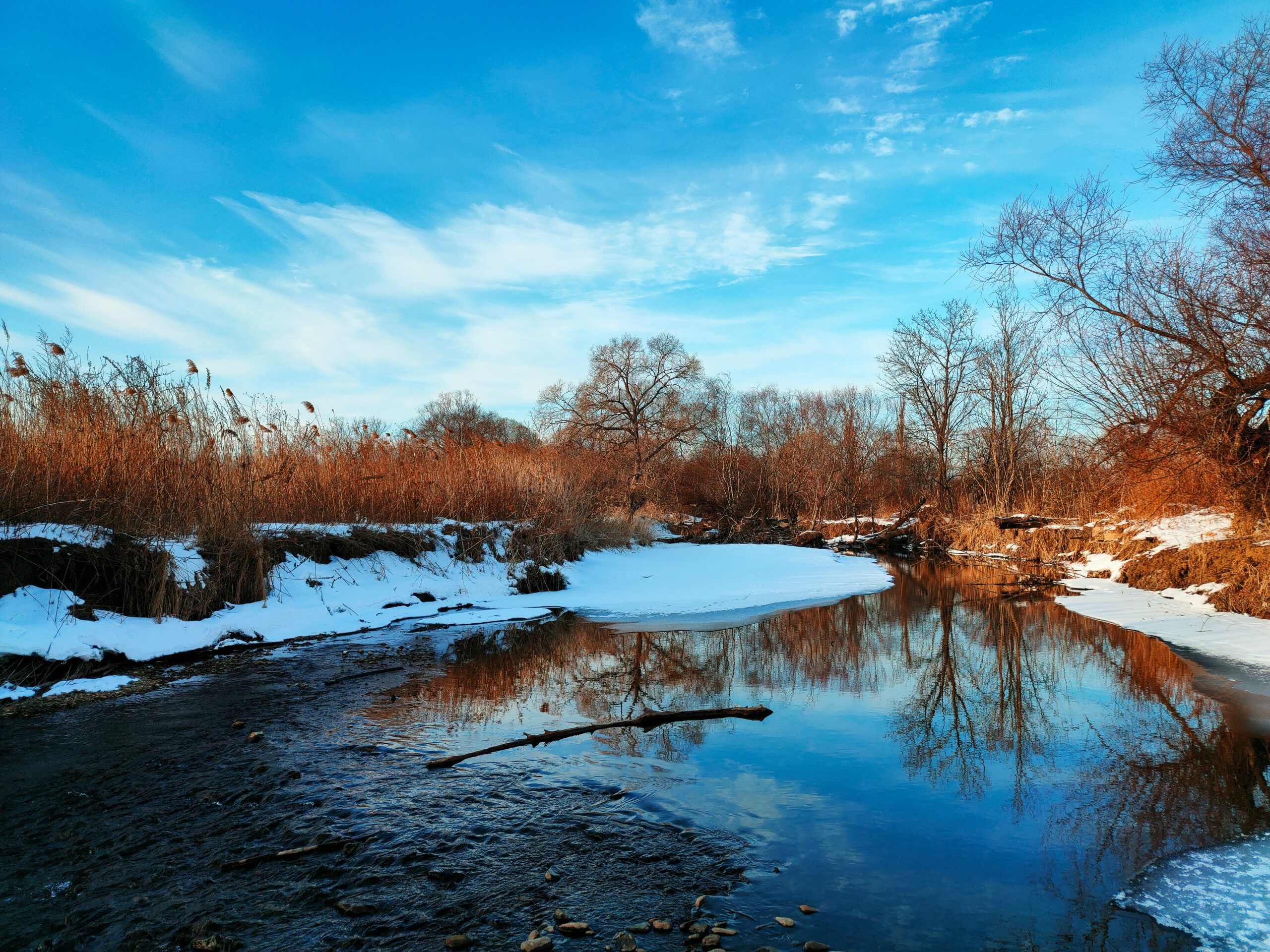 brown trees beside river under blue sky during daytime
